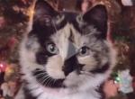 Sadie - Maine Coon Kitten For Sale/Service - East Taunton&comma; MA&comma; US