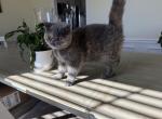 Pepper - Exotic Cat For Sale - TN&comma; US