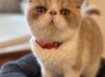Mr Roosevelt - Exotic Kitten For Sale - TN&comma; US