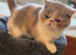 Belle Diluted calico - Exotic Kitten For Sale - TN&comma; US