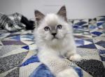Isolt - Ragdoll Kitten For Sale - Tuscaloosa&comma; AL&comma; US