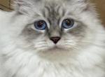 Ninja - Siberian Cat For Adoption - Fort Lauderdale&comma; FL&comma; US