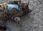 Amazing Male Bengal - Bengal Cat For Sale - AR&comma; US