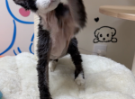Haru - Devon Rex Kitten For Sale - San Jose&comma; CA&comma; US