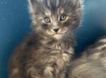 Maine Coon kittens - Maine Coon Kitten For Sale - Dayton&comma; OH&comma; US