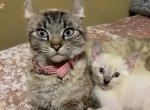 Divine Queen - Highlander Kitten For Sale - Laingsburg&comma; MI&comma; US
