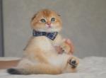 Scottish Fold Golden Chinchilla Charlie - Scottish Fold Kitten For Sale - Jersey City&comma; NJ&comma; US