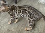Exotic Leopard Bengal Kitten Bagheera - Bengal Kitten For Sale - Beach Park&comma; IL&comma; US