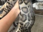 RESERVED Exotic Leopard Bengal Amara - Bengal Kitten For Sale - Beach Park&comma; IL&comma; US