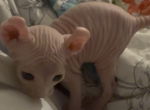 Big ears elf studs gorgeous - Sphynx Kitten For Sale - Massapequa&comma; NY&comma; US