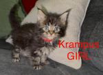 Krampus - Maine Coon Kitten For Sale - Castleton&comma; VA&comma; US