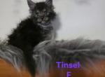 Tinsel - Maine Coon Kitten For Sale - Castleton&comma; VA&comma; US