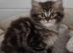 Persian Ragdoll - Persian Kitten For Sale - Newton Falls&comma; OH&comma; US