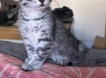 Grizzly - Safari Kitten For Sale - Fontana&comma; CA&comma; US