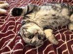 Bellatrix - Scottish Fold Kitten For Sale - Angier&comma; NC&comma; US