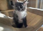 Spooky litter - Maine Coon Kitten For Sale - Century&comma; FL&comma; US