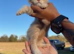 Lumi - Maine Coon Kitten For Sale - Roseboro&comma; NC&comma; US
