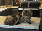 Salem - Domestic Cat For Adoption - Zimmerman&comma; MN&comma; US