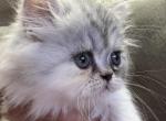 Lolli - Persian Kitten For Sale - Fleming Island&comma; FL&comma; US