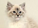 Bueatiful Ragdoll Girl Lynx - Ragdoll Kitten For Sale - Southwick&comma; MA&comma; US