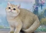 Elli2 - British Shorthair Kitten For Sale - Los Angeles&comma; CA&comma; US