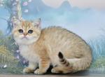 Eva1 - British Shorthair Cat For Sale - Los Angeles&comma; CA&comma; US