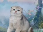 Helena1 - Scottish Fold Kitten For Sale - Los Angeles&comma; CA&comma; US
