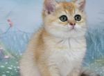 Helen - Scottish Straight Kitten For Sale - Los Angeles&comma; CA&comma; US
