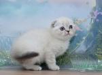 Iriska - Scottish Fold Kitten For Sale - Los Angeles&comma; CA&comma; US