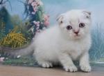 Ivan - Scottish Fold Kitten For Sale - Los Angeles&comma; CA&comma; US