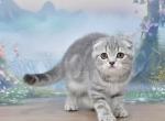Germiona1 - Scottish Fold Kitten For Sale - Los Angeles&comma; CA&comma; US