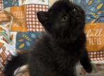 Taz - Exotic Kitten For Sale - Wedowee&comma; AL&comma; US