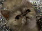 RC Lola - Exotic Kitten For Sale - Wedowee&comma; AL&comma; US