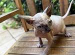 Babies - Sphynx Kitten For Sale - S Daytona&comma; FL&comma; US