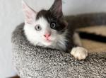 Loki - Maine Coon Kitten For Sale - Plantation&comma; FL&comma; US