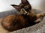 Storm - Maine Coon Kitten For Sale - Plantation&comma; FL&comma; US