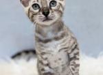 Marshall - Bengal Kitten For Sale - Belleville&comma; NJ&comma; US