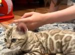 Maki - Bengal Kitten For Sale - Belleville&comma; NJ&comma; US