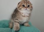 Sabrina - Scottish Fold Kitten For Sale