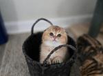 Sid - Scottish Fold Kitten For Sale - Levittown&comma; PA&comma; US