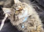 Zeus - Maine Coon Kitten For Sale - Saugerties&comma; NY&comma; US