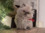 Himalayan Girl Blue Point Kitten - Himalayan Kitten For Sale - Germantown&comma; MD&comma; US