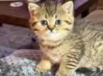 ROCKY Scottish Straight - Scottish Straight Kitten For Sale - Tampa&comma; FL&comma; US
