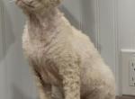 Aria - Devon Rex Cat For Sale - Philadelphia&comma; PA&comma; US
