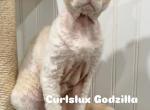 Godzilla - Devon Rex Kitten For Sale - Philadelphia&comma; PA&comma; US