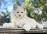 Maine Coon Gorgeous Brothers - Maine Coon Kitten For Sale - Ojai&comma; CA&comma; US