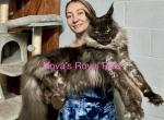 Polydactyl Maine Coons - Maine Coon Kitten For Sale - Jacksonville&comma; FL&comma; US