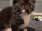 Gus Gus - Munchkin Kitten For Sale - AND&comma; SC&comma; US