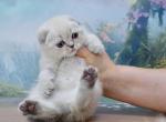 Iriska - British Shorthair Kitten For Sale - 