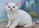 Irvin - Scottish Straight Kitten For Sale - NY&comma; US
